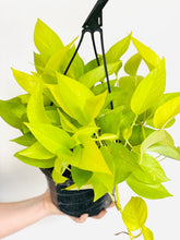 Load image into Gallery viewer, NEO POTHOS - Epipremnum aureum
