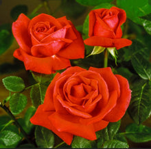 Load image into Gallery viewer, TROPICANA Hybrid Tea Rose - BAREROOT ROSES
