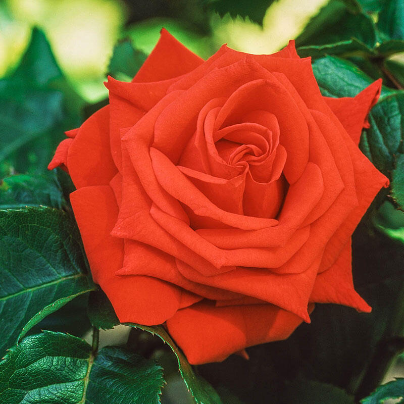 TROPICANA Hybrid Tea Rose - BAREROOT ROSES