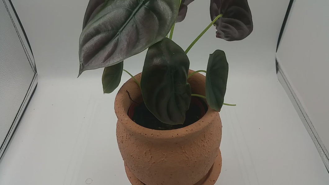 Alocasia Cuprea Red Secret - Rare Houseplant