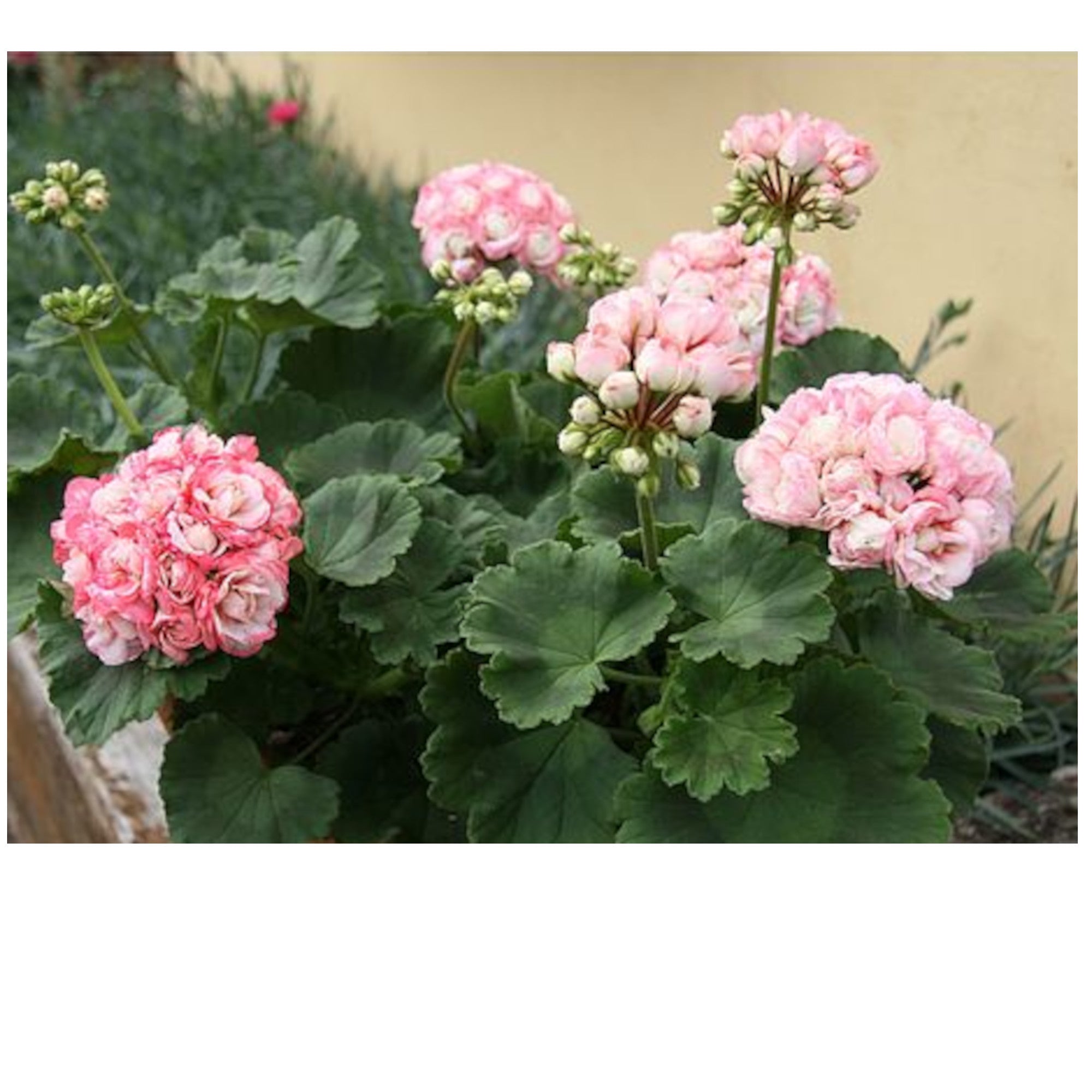 rosebud geranium seeds APPLE BLOSSOM ROSEBUD GERANIUM – Cash Your Greens
