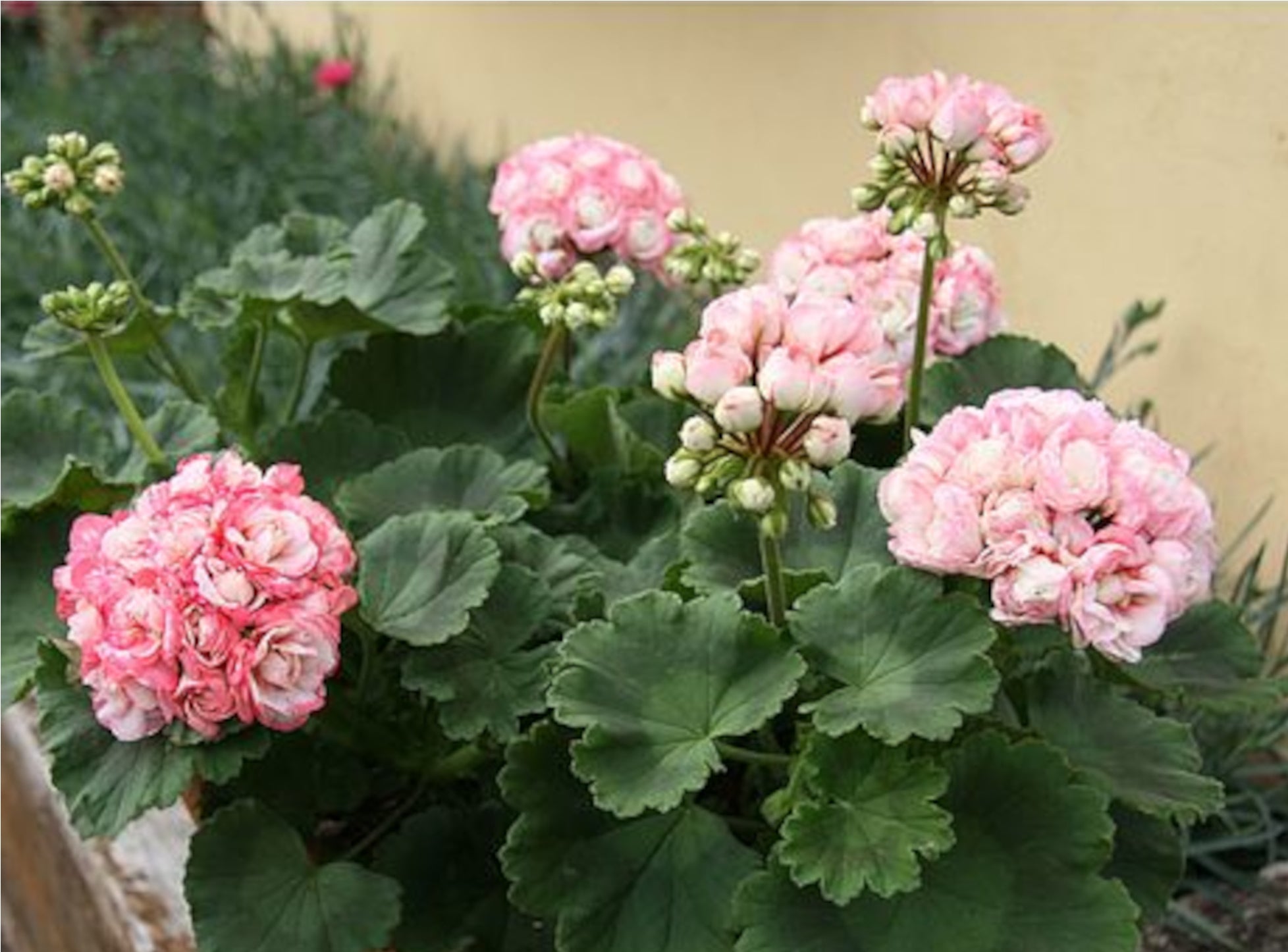 geranium appleblossom rosebud seeds APPLE BLOSSOM ROSEBUD GERANIUM – Cash Your Greens