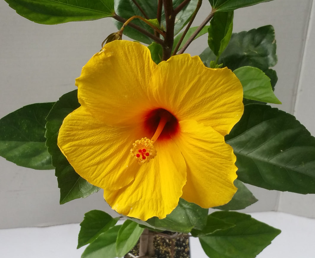 HIBISCUS