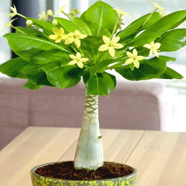 HAWAIIAN PALM - Brighamia insignis EXTREMELY RARE