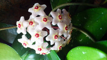 Load image into Gallery viewer, HOYA - Chelsea starter plants
