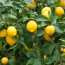 Load image into Gallery viewer, MEYERS LEMON - Dwarf Citrus grown in containers SALE
