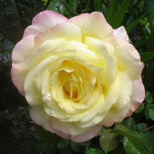 Load image into Gallery viewer, PEACE ROSE - Hybrid Tea Rose
