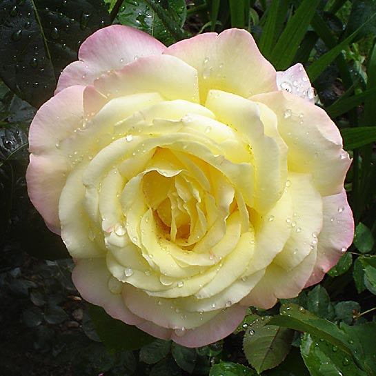 PEACE ROSE - Hybrid Tea Rose