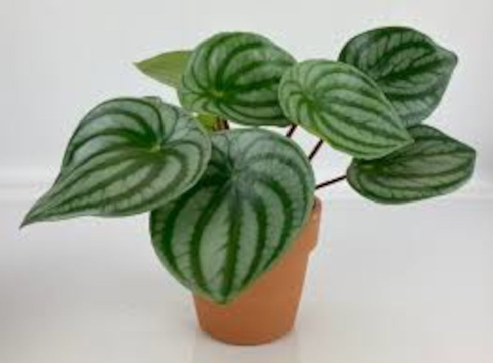 PEPEROMIA