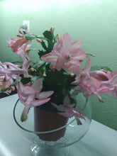 Load image into Gallery viewer, Christmas Cactus
