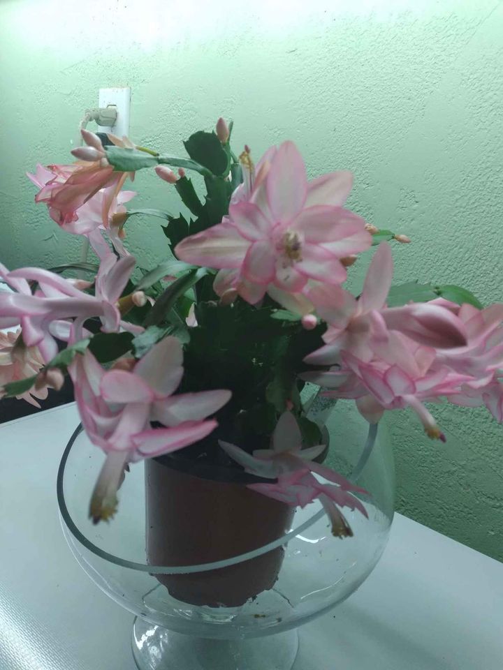 Christmas Cactus