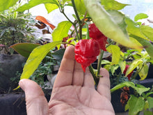 Load image into Gallery viewer, CAROLINA REAPER PEPPER PLANTS - Hottest Pepper in the World! 3 PLANTS
