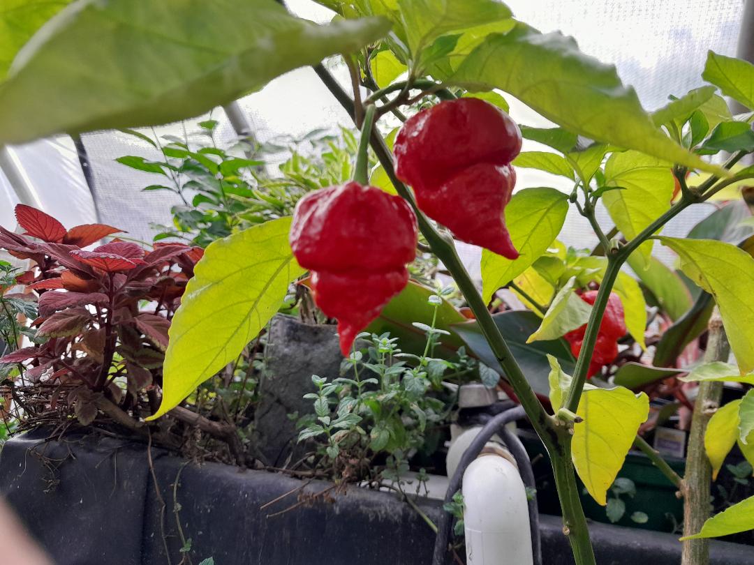 carolina reaper plant CAROLINA REAPER PEPPER PLANTS