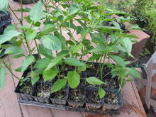 Load image into Gallery viewer, CAROLINA REAPER PEPPER PLANTS - Hottest Pepper in the World! 3 PLANTS
