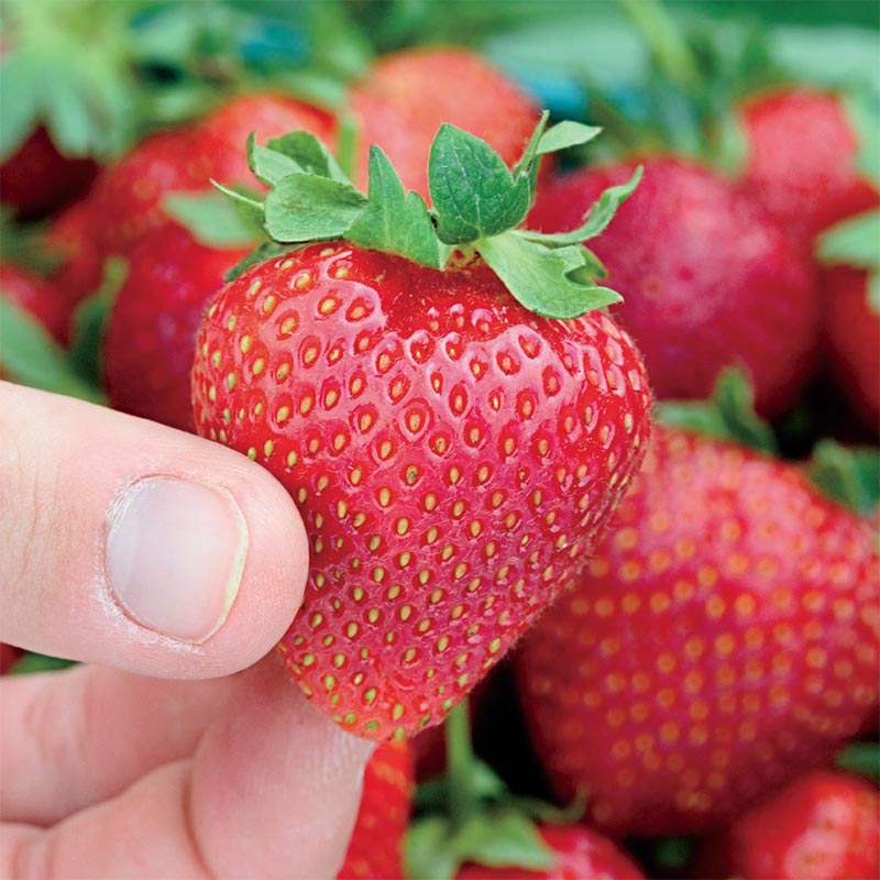 STRAWBERRY PLANTS - EVERBEARING SEASCAPE 3 PLANTS