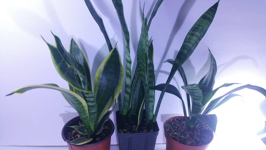 WHALE TONGUE Sanseveria