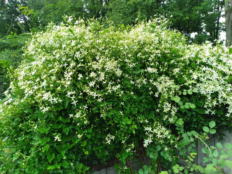 SWEET AUTUMN - CLEMATIS