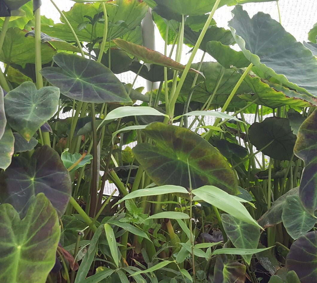 ELEPHANT EARS / TARO