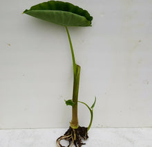 Load image into Gallery viewer, ELEPHANT EARS / TARO
