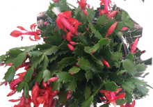 Load image into Gallery viewer, Christmas Cactus
